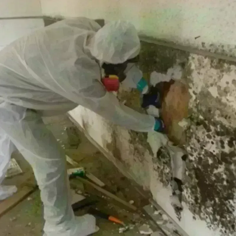 Mold Remediation and Removal in Richland, PA